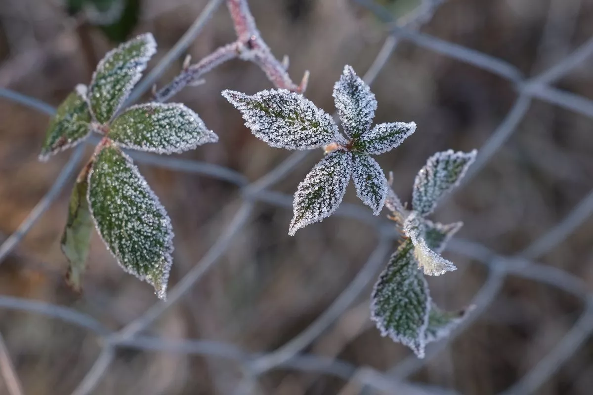 Заморозки до -2 градусов вернутся в Краснодарский край
