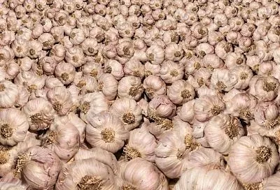 Советские хитрости: как наши бабушки хранили чеснок в квартире всю зиму