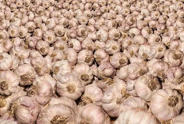 Советские хитрости: как наши бабушки хранили чеснок в квартире всю зиму