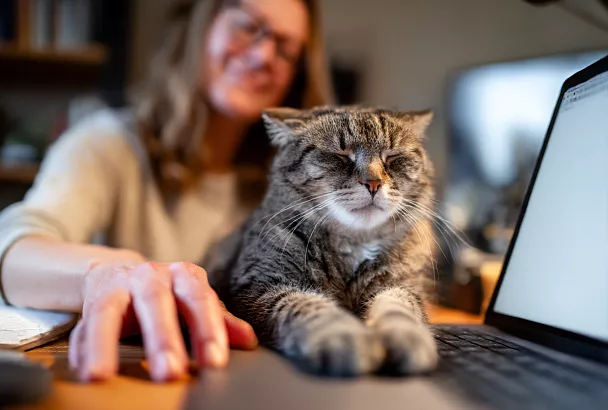 Что можно и нужно давать кошке из домашних продуктов