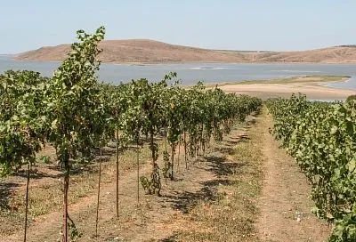 В 2026 году площадь виноградников в России станет максимальной за последние 20 лет 
