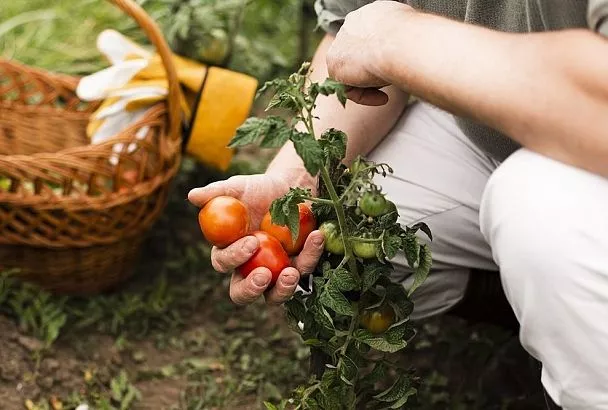 Подкормил помидоры в июле так — через 7 дней сладкий и крупный урожай