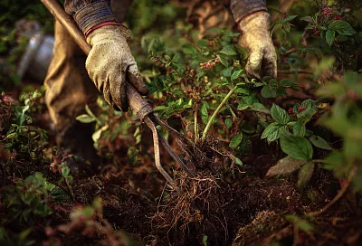 Как избавиться от сорняков на участке: простые и эффективные способы