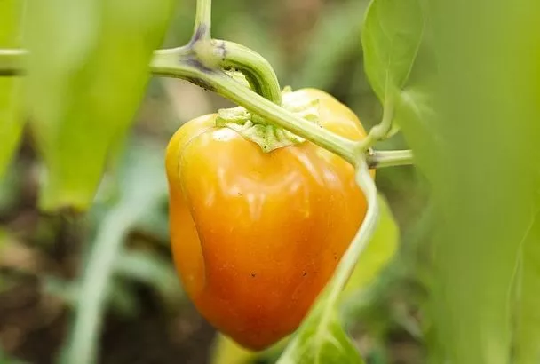 Пасынковать ли перец? Метод Галина Кизимы для высокорослых сортов: просто и эффективно