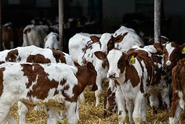 Прибавляют на молоке: кубанский агросектор повышает продуктивность дойного стада