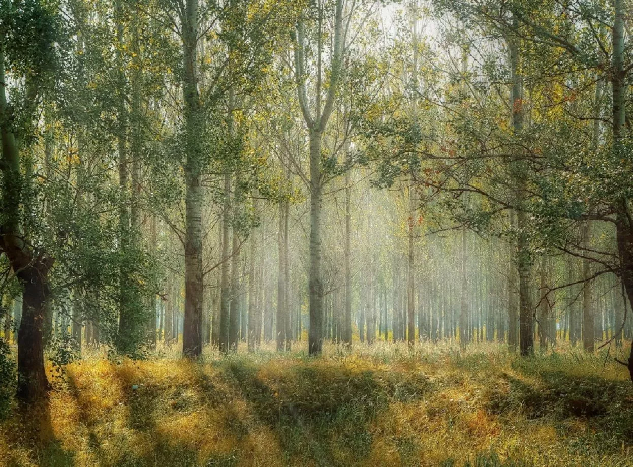 Народные приметы на сегодня – 31 марта, что можно и нельзя делать в день Алексея Теплого