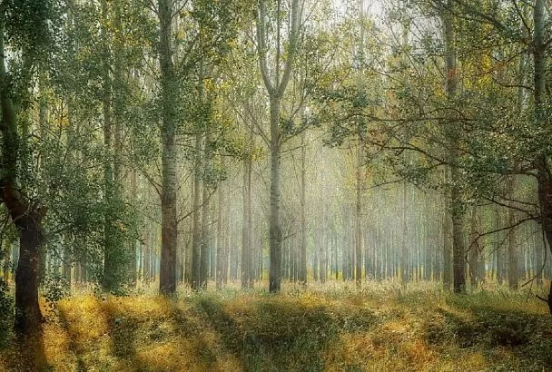 Народные приметы на сегодня – 31 марта, что можно и нельзя делать в день Алексея Теплого