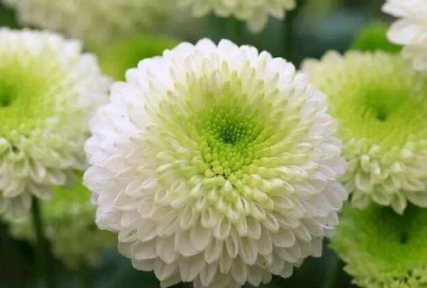 Не спешите избавляться от хризантем после их осеннего цветения: как защитить цветы от холодов без лишних хлопот