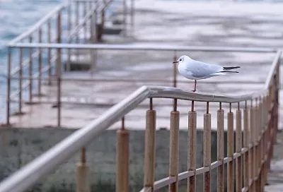 В Сочи пройдут учебные стрельбы 7 ноября 