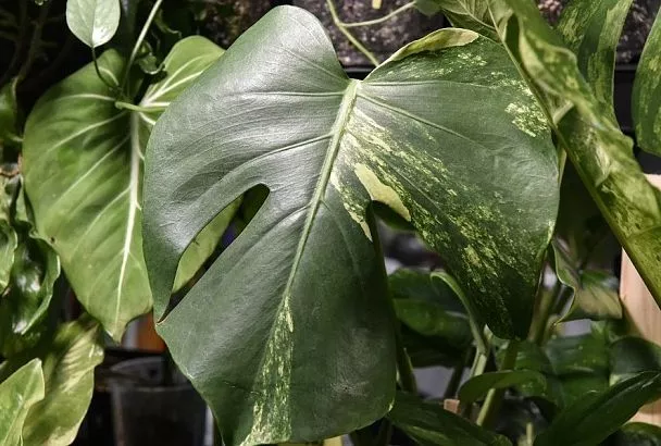 Небольшой горшок и рыхлый грунт: цветовод Диана Плаксина рассказала, как растить монстеру, а не «чудовище»