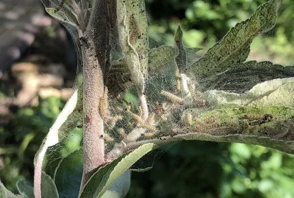 Белая «американка» в вашем саду: страшный враг, от победы над которым зависит урожай