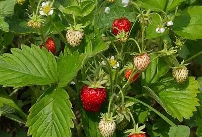 Полив клубники нашатырным спиртом для борьбы с вредителями и болезнями