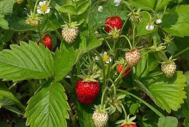 Полив клубники нашатырным спиртом для борьбы с вредителями и болезнями