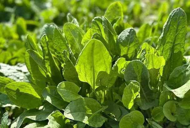 Октябрь: лучшее время для пересадки и размножения овощных долгожителей