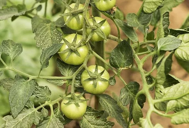 Полил помидоры через бутылки так — и +70% урожая! Копеечный лайфхак Галины Кизимы