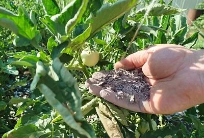 Правила золы: зачем в нее добавлять уксус