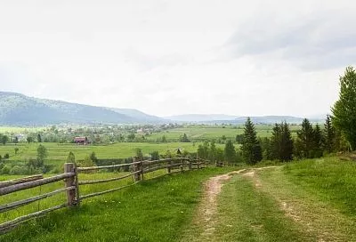 За повреждение или выкапывание деревьев в лесу грозит штраф