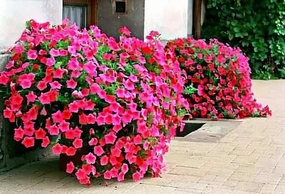 Как создать шарообразную петунию: подробное руководство с полезными рекомендациями