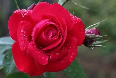 Медный эликсир против ледяного проклятья: старинное французское средство спасает мои молодые розы каждый год