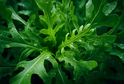 Осенний «перезапуск» огорода: сеять в холод и выигрывать весной