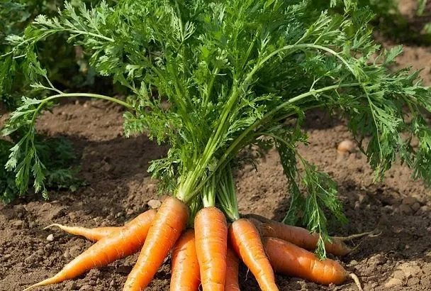 Три лучших сорта моркови: сладкие, сочные, без грубой сердцевины