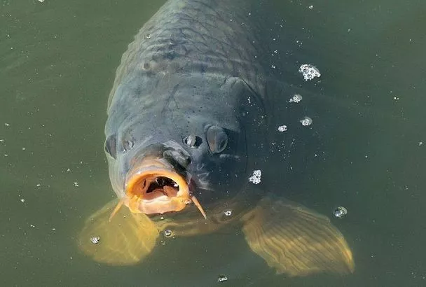 Ловля карпа на фидер: кукуруза, конопля, тигровый орех — все секреты зерновых насадок