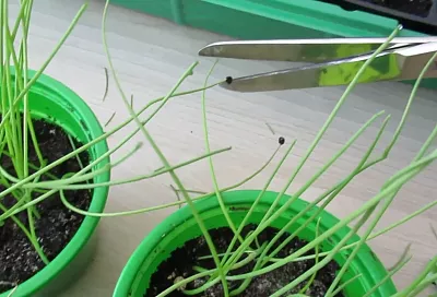 Сею лук Эксибишен на рассаду (февраль-март) так: 3 месяца, и собираю луковицы весом до 1 кг — секрет в обрезке