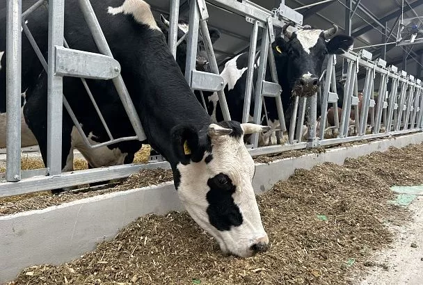 С хозяйским подходом: кубанский агросектор прибавляет из разных корзин