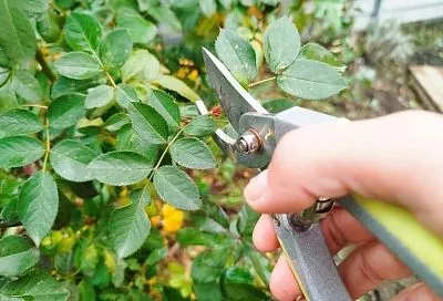 Соседка вручную обрезает на розах листья, которые не опали перед зимой: теперь понятно, почему они у нее цветут как бешеные