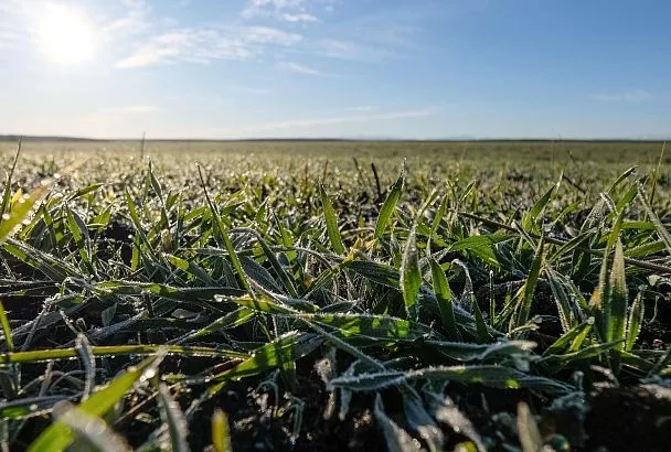 В Славянском районе озимые в норме