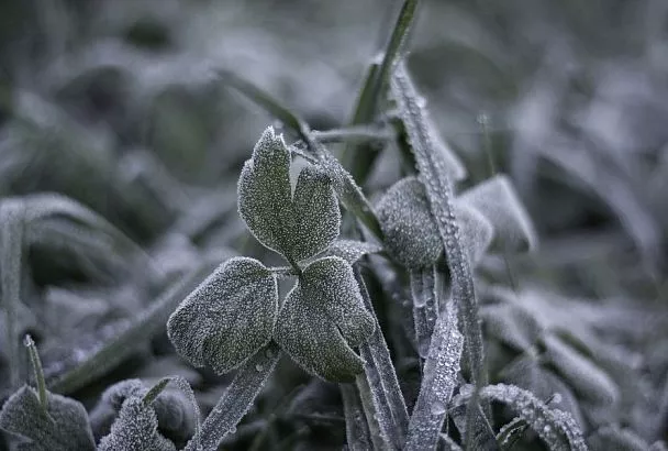 Доступно и плохо: пленка является худшим выбором для укрытия растений