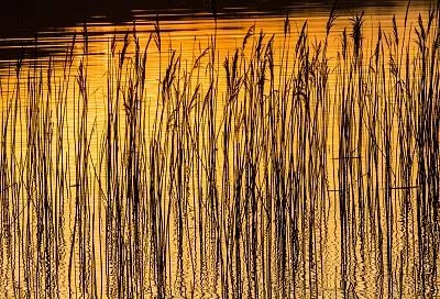 Кубанские ученые предложили новый способ утилизации рисовой соломы без сжигания 