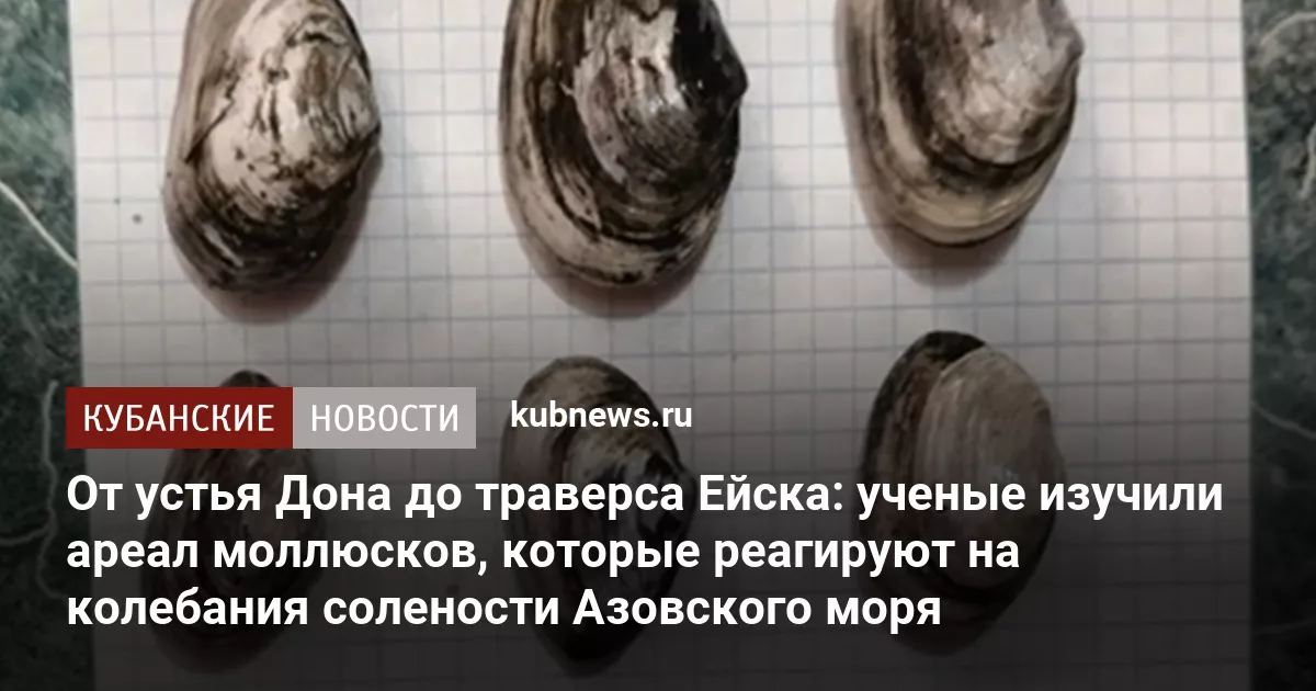 От устья Дона до траверса Ейска: ученые изучили ареал моллюсков, которые реагируют на колебания солености Азовского моря