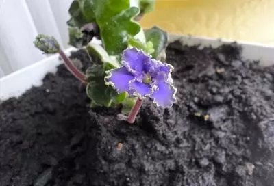 Вот, что значит настоящая забота! Добавьте это в воду для полива фиалок, и они поразят вас пышными цветами и активным ростом