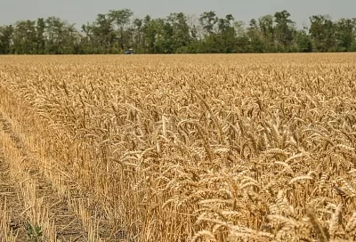 На полях Краснодара завершилась уборка пшеницы