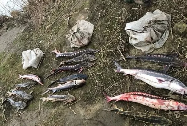 Житель Кубани приговорен к исправительным работам за незаконный вылов осетровых рыб