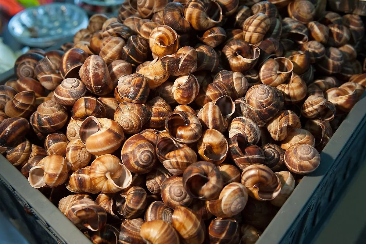 Виноградные улитки, приморско-ахтарск, деликатесы