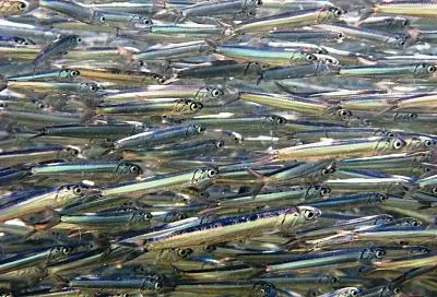 Мойва: что за Золушка такая, почему его обожали советские граждане и как она удивляет ученых кладезем полезных микроэлементов