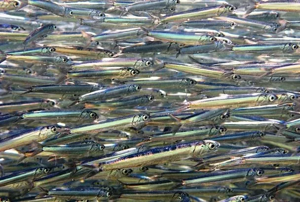 Мойва: что за Золушка такая, почему его обожали советские граждане и как она удивляет ученых кладезем полезных микроэлементов