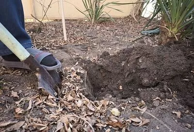 Копать или не копать – вот в чем вопрос: надо ли перекапывать огород весной перед посадкой и как это делать правильно