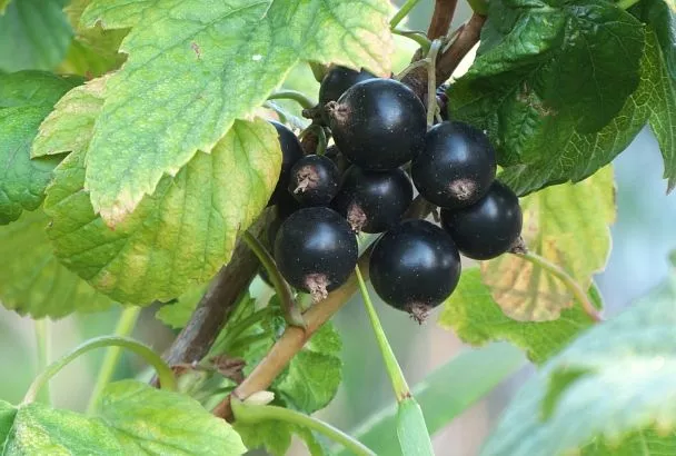  Луку без стрелок – срочно в апреле: 1 секрет от дачника Егора и головки крупнее яблока