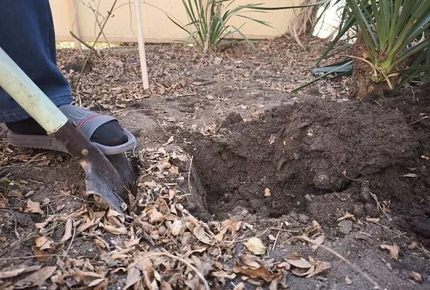 Копать или не копать – вот в чем вопрос: надо ли перекапывать огород весной перед посадкой и как это делать правильно