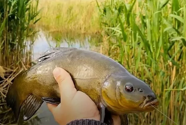 Весенний линь гнет крючки: 2–3 таких прикорма, и крупные трофеи топят поплавок