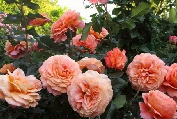 Розы весной: если хотите до зимы купаться в цветах – удобрите и обработайте розы так и именно сейчас