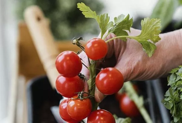 ТОП-4 сорта домашних помидоров для подоконника (балкона): урожай круглый год – без огорода и походов в магазин