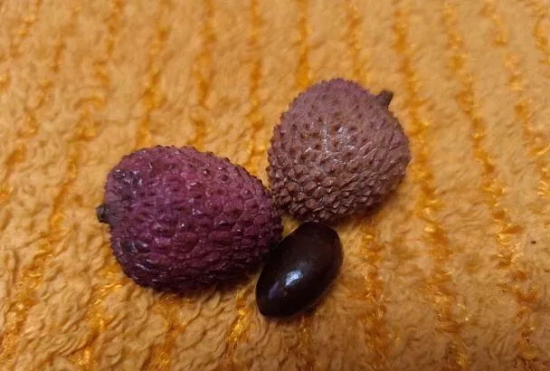 Не давайте эти плоды детям: почему есть личи можно только под присмотром взрослых?