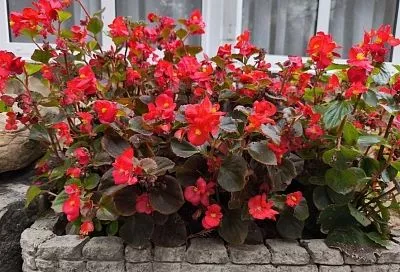 Очень долго цветет и самоочищается: почему бегония становится все популярнее у цветоводов 