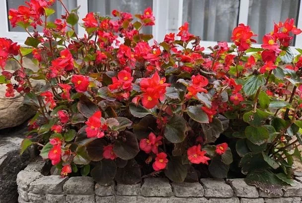 Очень долго цветет и самоочищается: почему бегония становится все популярнее у цветоводов 