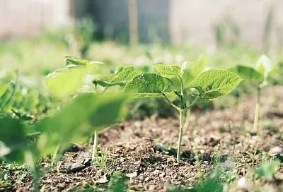 Почему идентичные семена по-разному вырастают на грядках и как этого избежать -100% дружных всходов