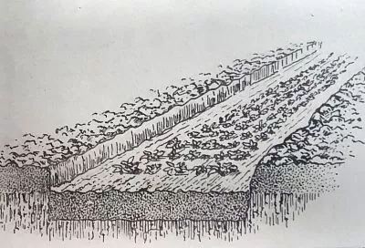 Летняя рассада клубники: метод с теневыми грядами для удвоенного урожая весной